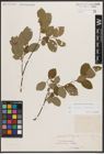 Foto von Salix caprea L. x Salix silesiaca Willd.
